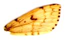Lymantria dispar (L., 1758)