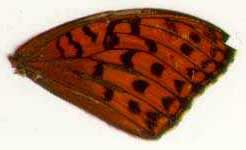 Argynnis aglaja (L., 1758)