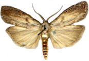 Aphomia sociella (L.)