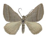 Scotopteryx mucronata (Scop.)